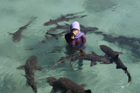 karimun jawa berenang dengan hiu - Karimun Jawa : Surga Dunia di Karimun Jawa
