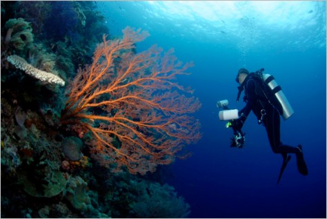 diving di raja ampat - Raja Ampat : Kepulauan Raja Ampat Papua – Surga di Indonesia