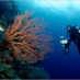 Raja Ampat , Kepulauan Raja Ampat Papua – Surga di Indonesia : diving-di-raja-ampat