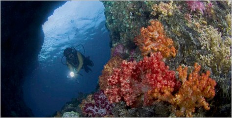 diving raja ampat - Raja Ampat : Kepulauan Raja Ampat Papua – Surga di Indonesia