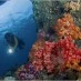 Raja Ampat , Kepulauan Raja Ampat Papua – Surga di Indonesia : diving-raja-ampat